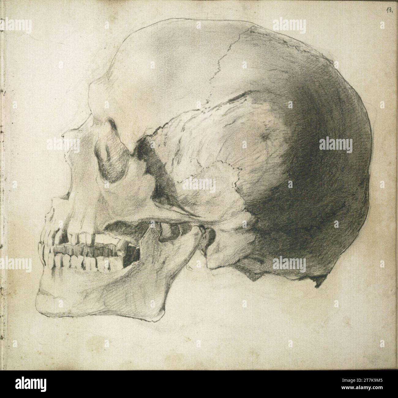 Theodor von Hörmann Schädel der lateralen. Bleistift Stockfoto