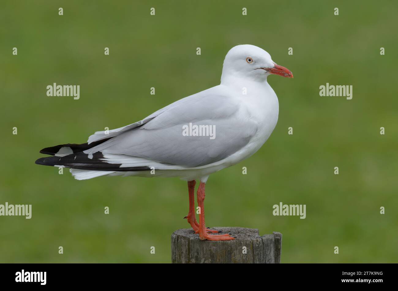 Silbermöwe sitzt auf einer Stange, grünes Gras im Hintergrund Stockfoto