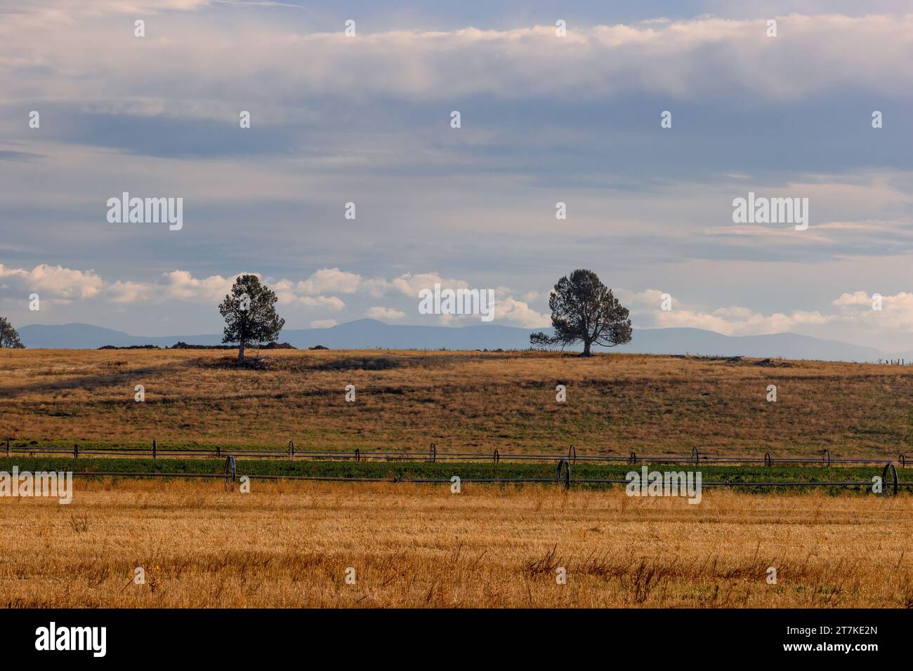 Ackerfelder mit sämtlichem fertig geerntetem Getreide und Luzerne, getrennt durch eine Bewässerungsradlinie, direkt unterhalb eines kleinen Hügels unter bewölktem Himmel. Stockfoto