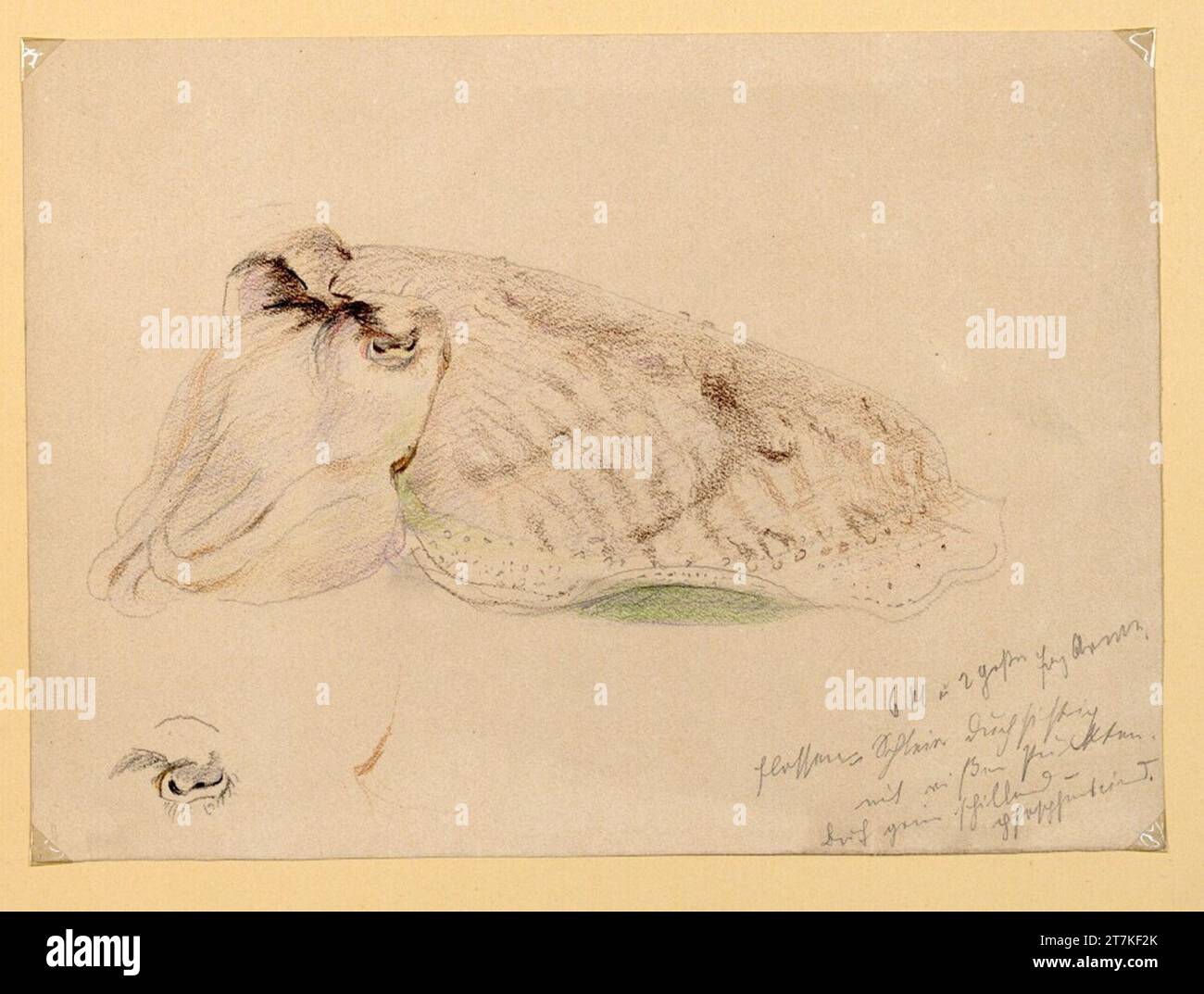 Marie Lippert-Hoerner Octopus. Bleistiftverordnung, Farbstift Stockfoto