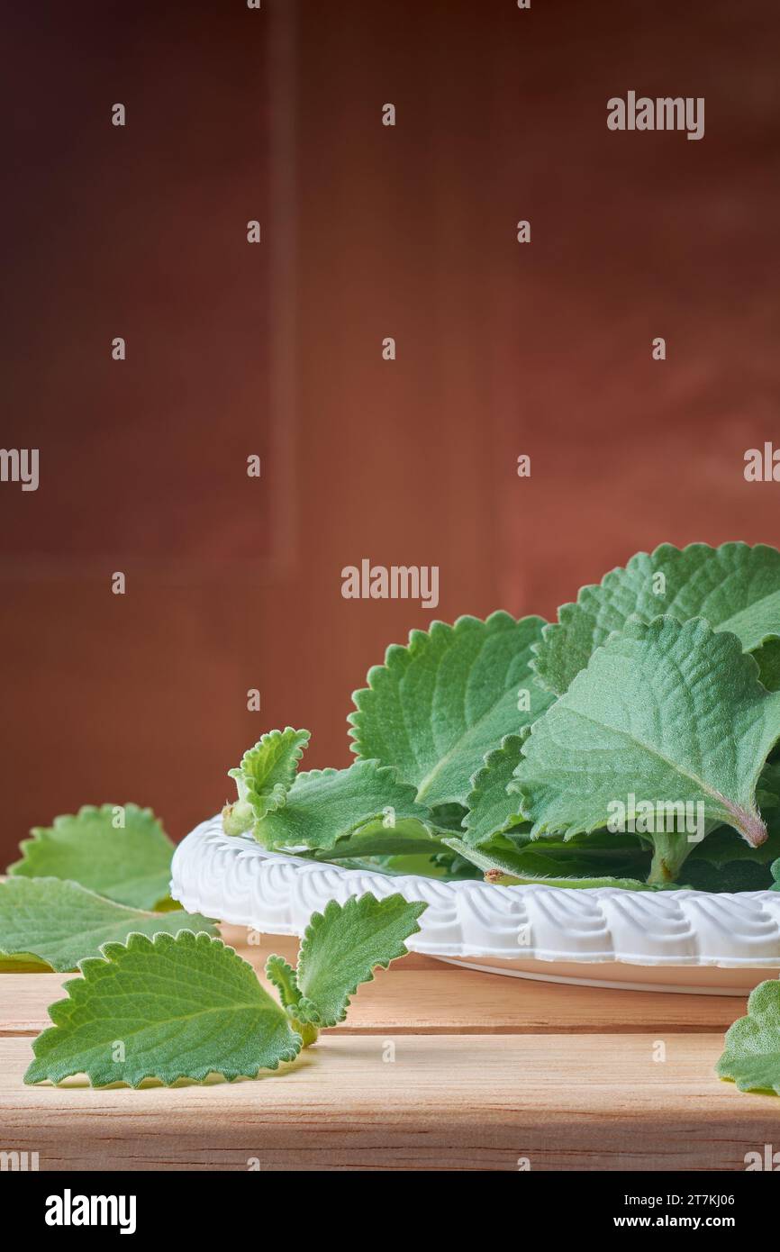 Nahaufnahme von frisch geernteten Oregano-Blättern auf einem Tablett, alias Origanum oder wilder Marjoram, weit verbreitetes Laub von aromatischen Kräuterminzfamilien Stockfoto