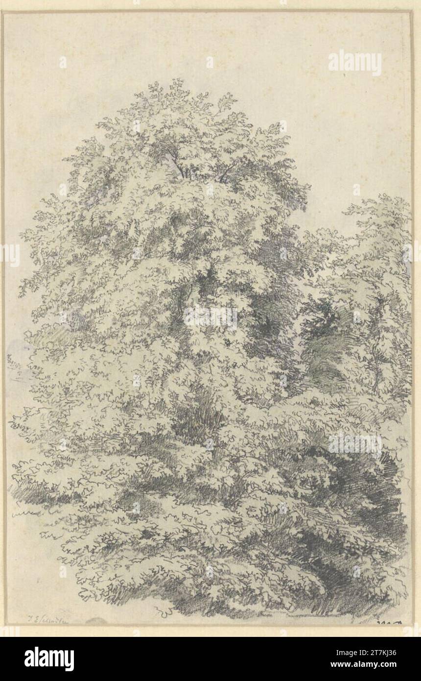 Emil Jakob Schindler Tree Studie. Bleistift, Aquarell Stockfoto