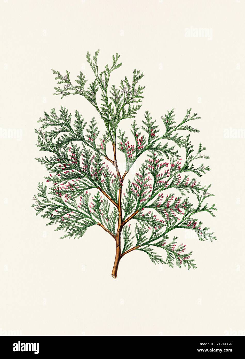 Botanische Vintage-Illustrationen von Tannenzapfen-Früchten. Platte aus einem botanischen Buch aus dem 19. Jahrhundert Stockfoto