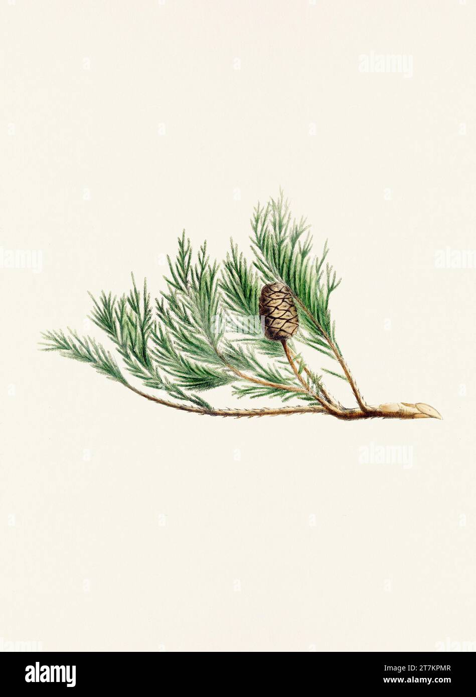 Botanische Vintage-Illustrationen von Tannenzapfen-Früchten. Platte aus einem botanischen Buch aus dem 19. Jahrhundert Stockfoto