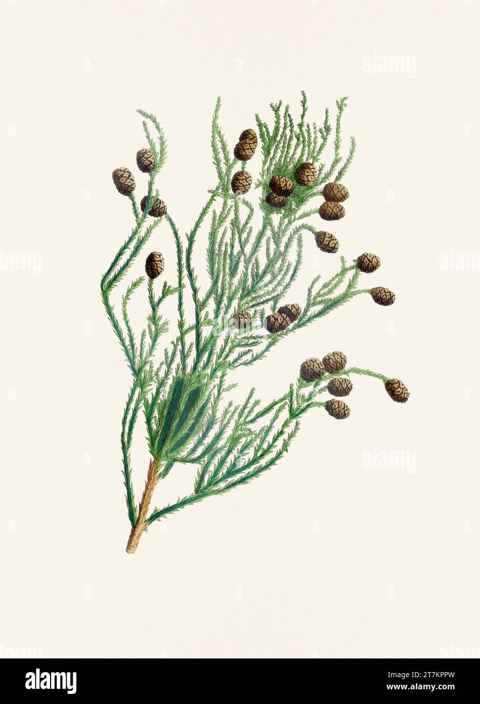 Botanische Vintage-Illustrationen von Tannenzapfen-Früchten. Platte aus einem botanischen Buch aus dem 19. Jahrhundert Stockfoto