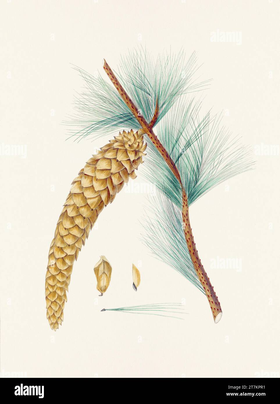 Botanische Vintage-Illustrationen von Tannenzapfen-Früchten. Platte aus einem botanischen Buch aus dem 19. Jahrhundert Stockfoto