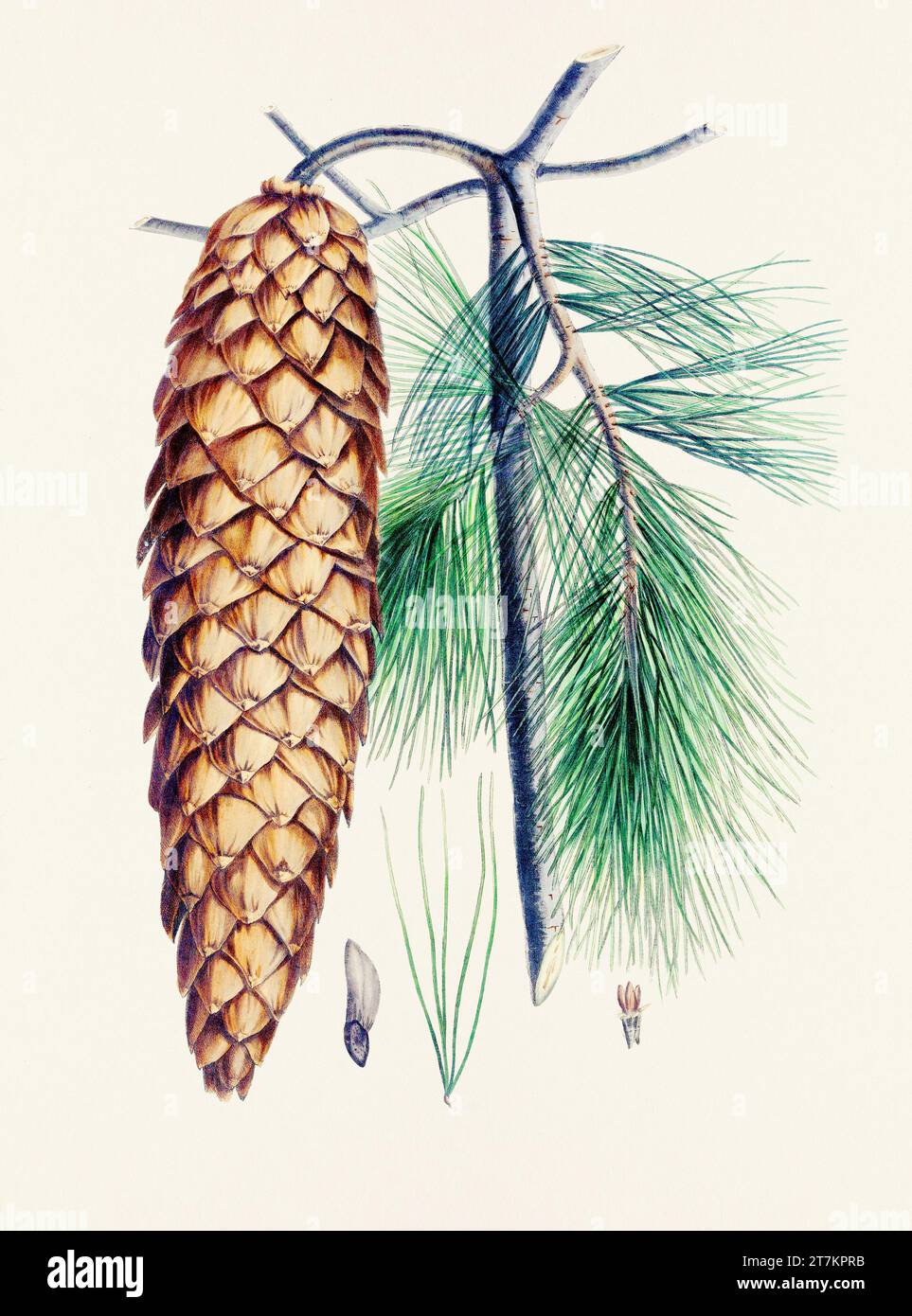 Botanische Vintage-Illustrationen von Tannenzapfen-Früchten. Platte aus einem botanischen Buch aus dem 19. Jahrhundert Stockfoto