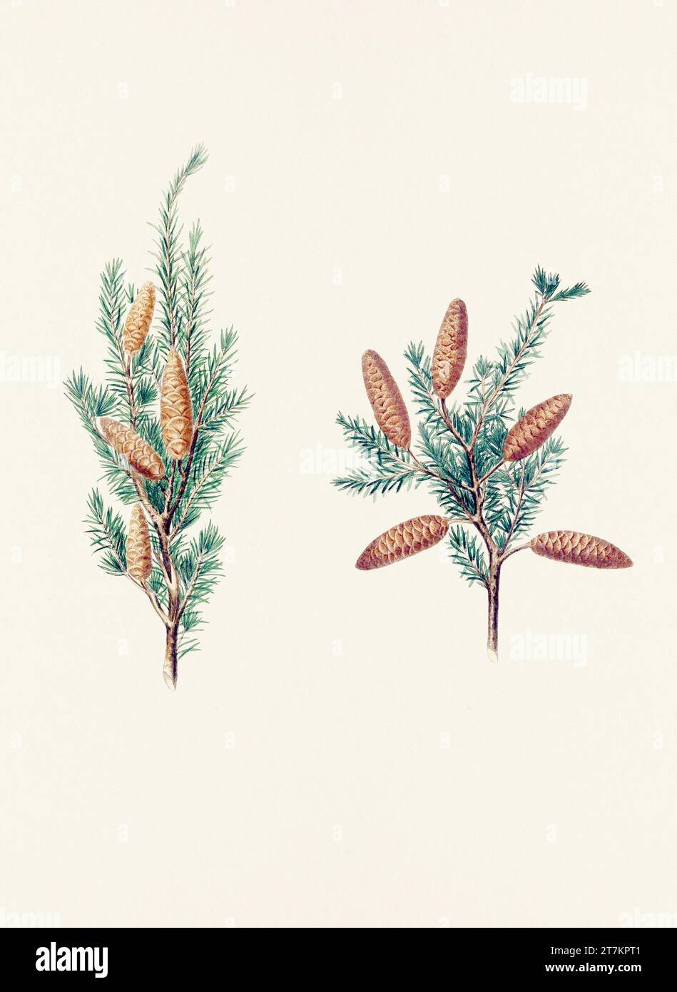Botanische Vintage-Illustrationen von Tannenzapfen-Früchten. Platte aus einem botanischen Buch aus dem 19. Jahrhundert Stockfoto