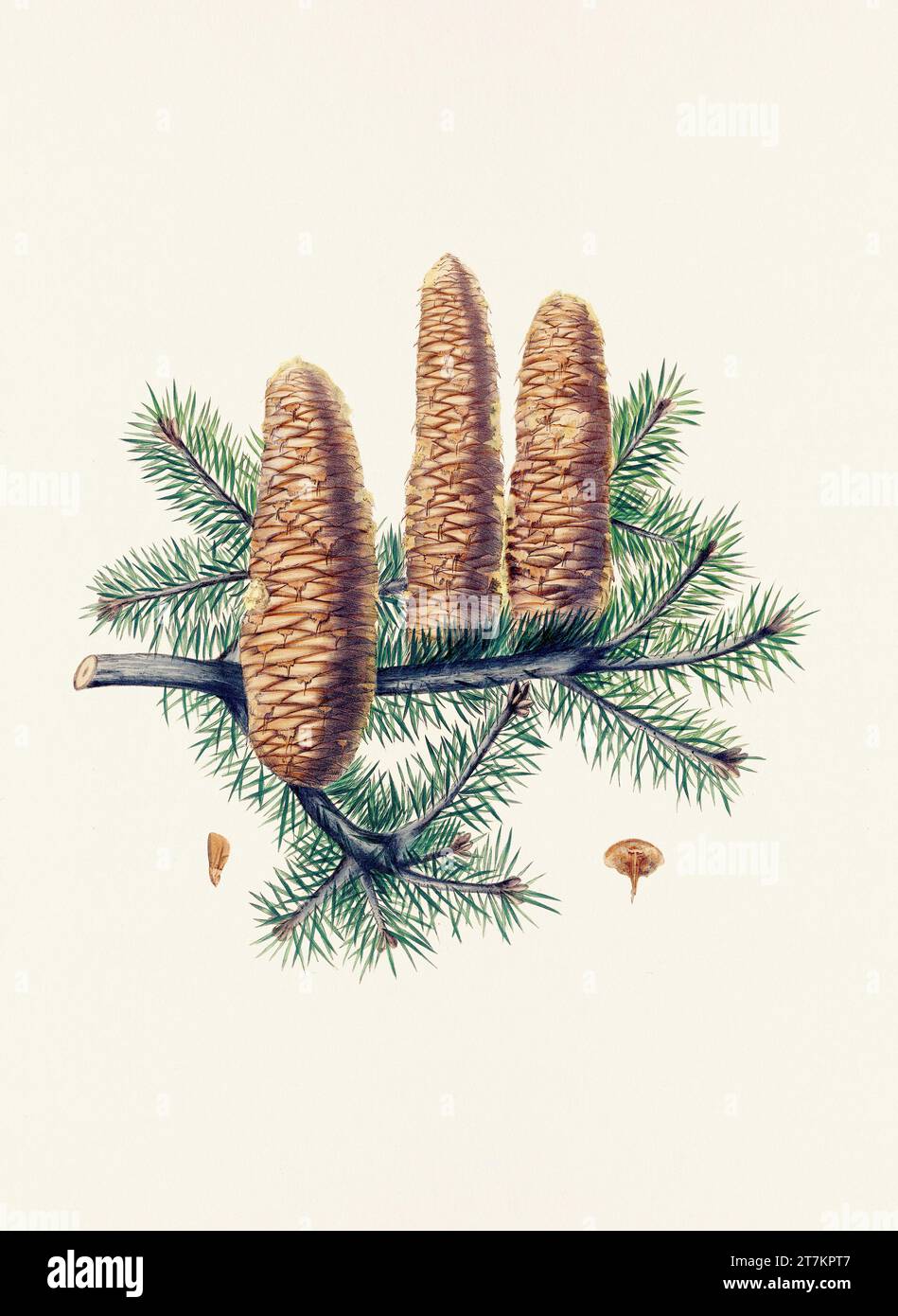Botanische Vintage-Illustrationen von Tannenzapfen-Früchten. Platte aus einem botanischen Buch aus dem 19. Jahrhundert Stockfoto