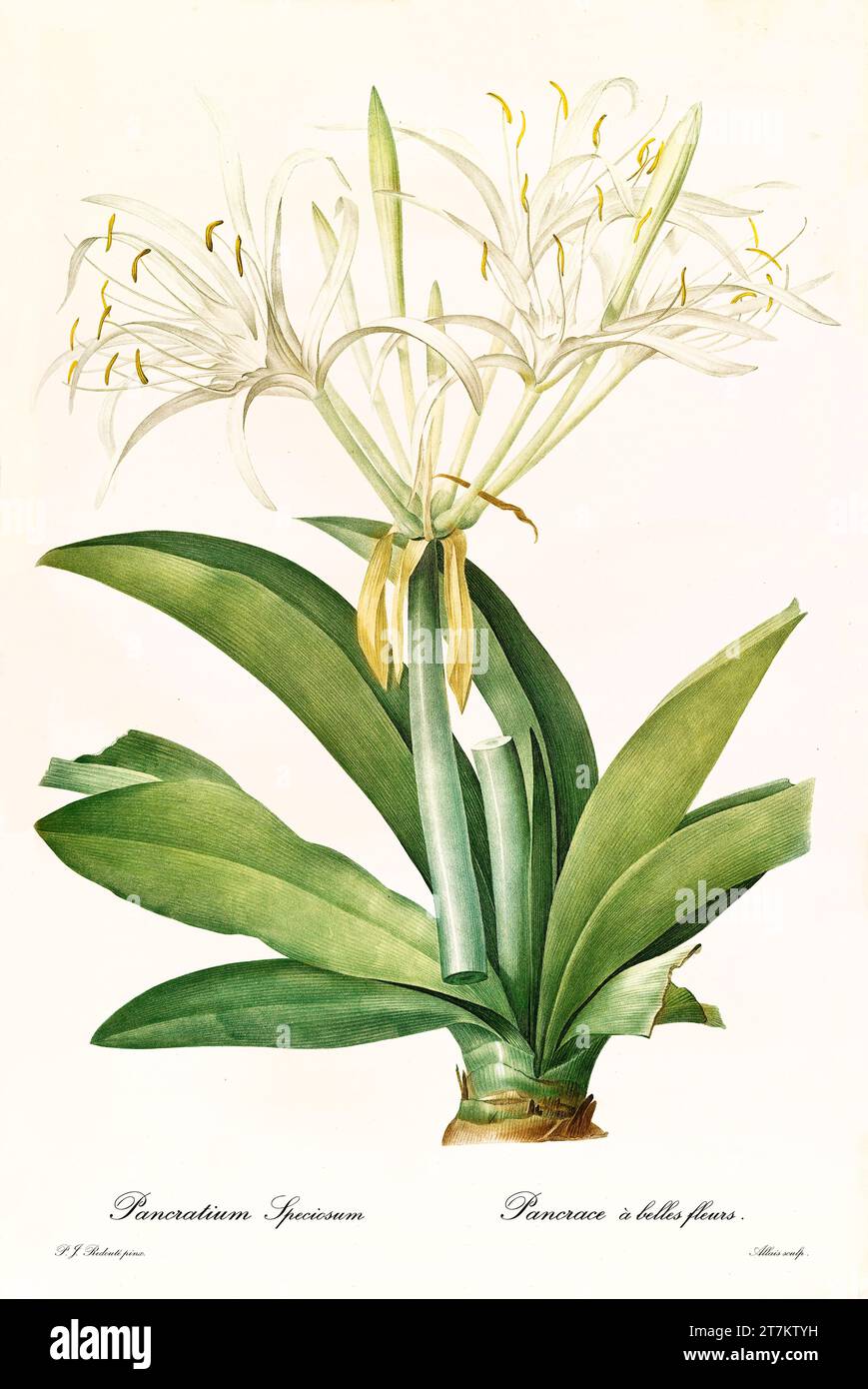 Alte Illustration der Grünen Spiderlilie (Hymenocallis speciosa). Les Liliacées, von P. J. Redouté. Impr. Didot Jeune, Paris, 1805 - 1816 Stockfoto