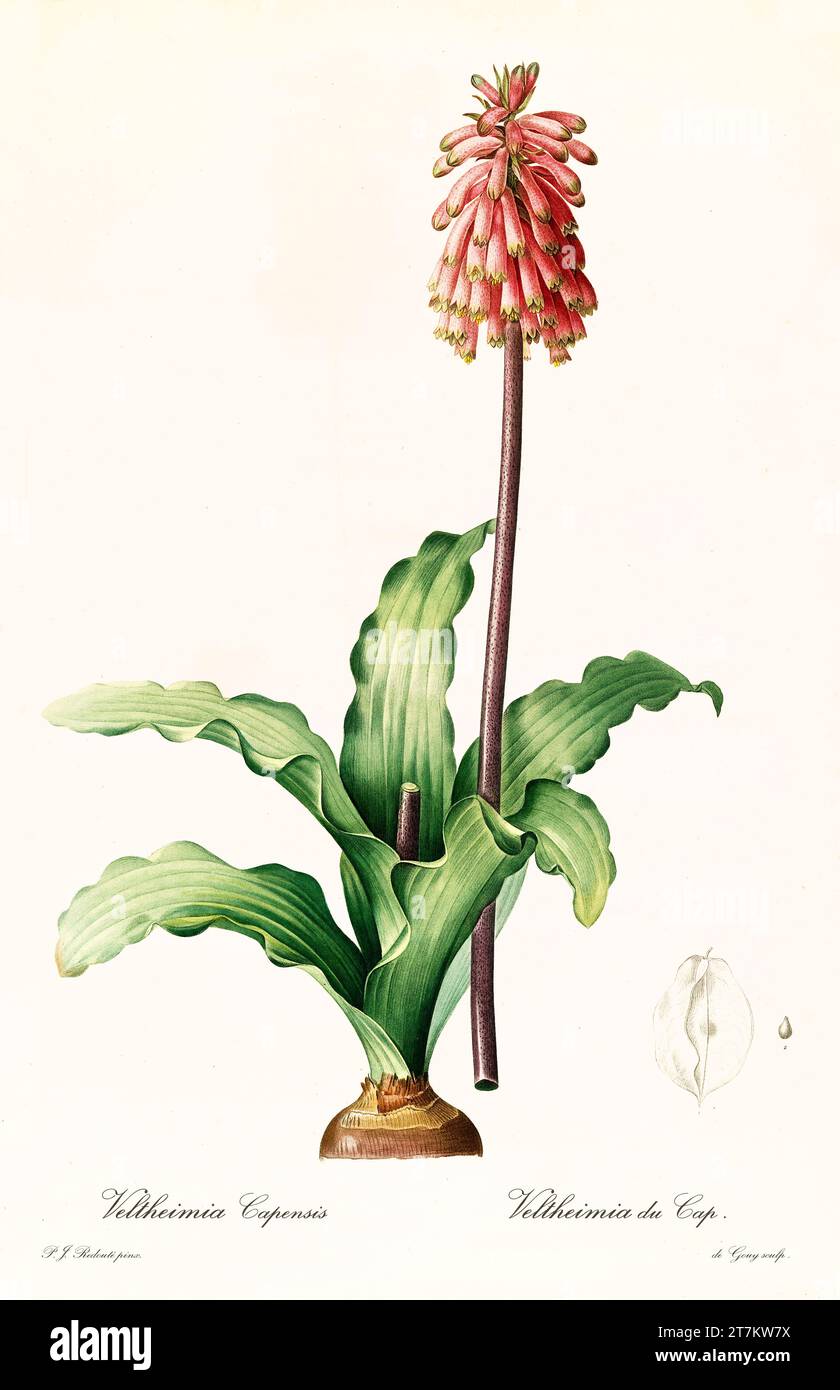 Alte Illustration der Sandlilie (Veltheimia capensis). Les Liliacées, von P. J. Redouté. Impr. Didot Jeune, Paris, 1805 - 1816 Stockfoto