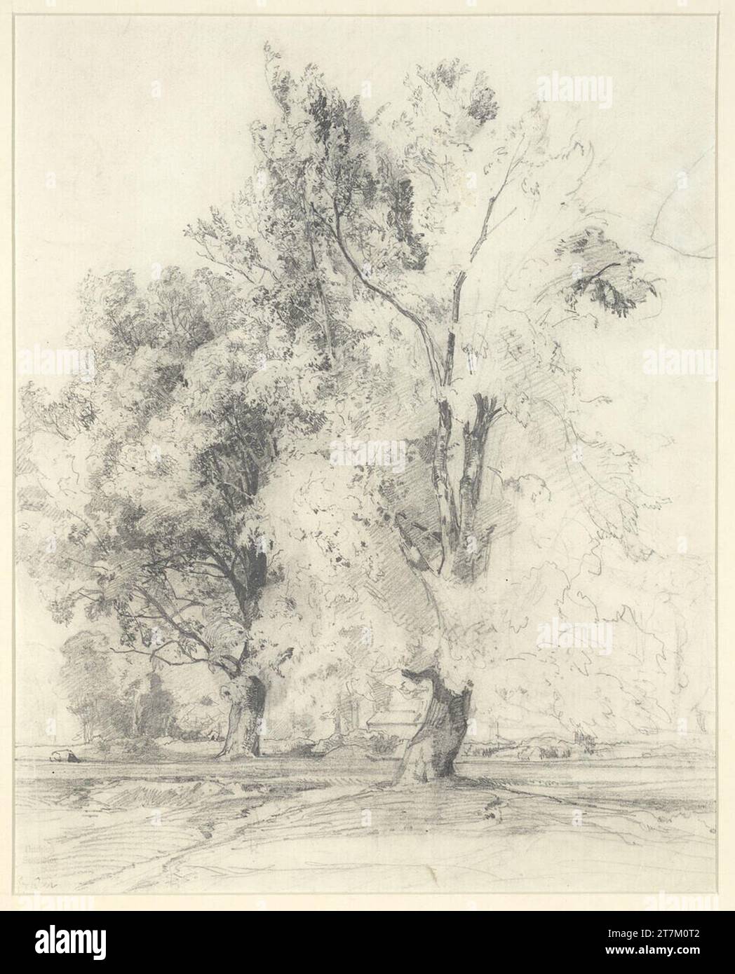 Emil Jakob Schindler Tree Studie. Bleistift Stockfoto