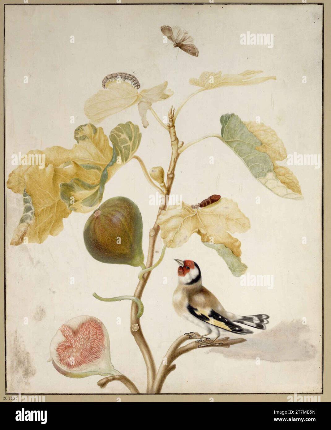 Maria Sibylla Merian Feigenart mit Stieglitz, raupe und Schmetterling (Eule). Miniaturmalerei in Aquarell und Tempera auf Pergament Stockfoto