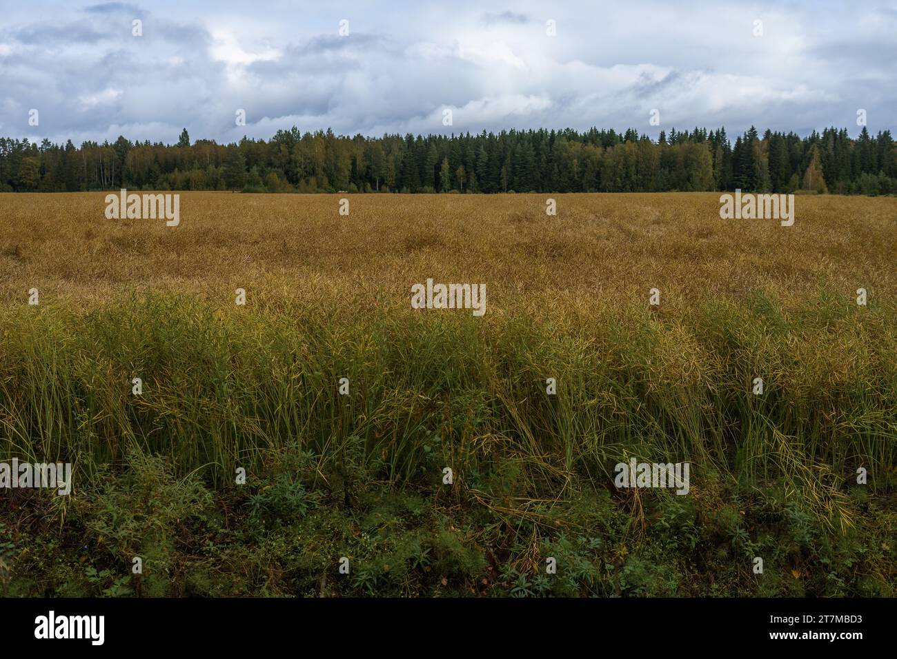 Rapsfeld in Finnland. Bewölkter Tag im Herbst. Stockfoto
