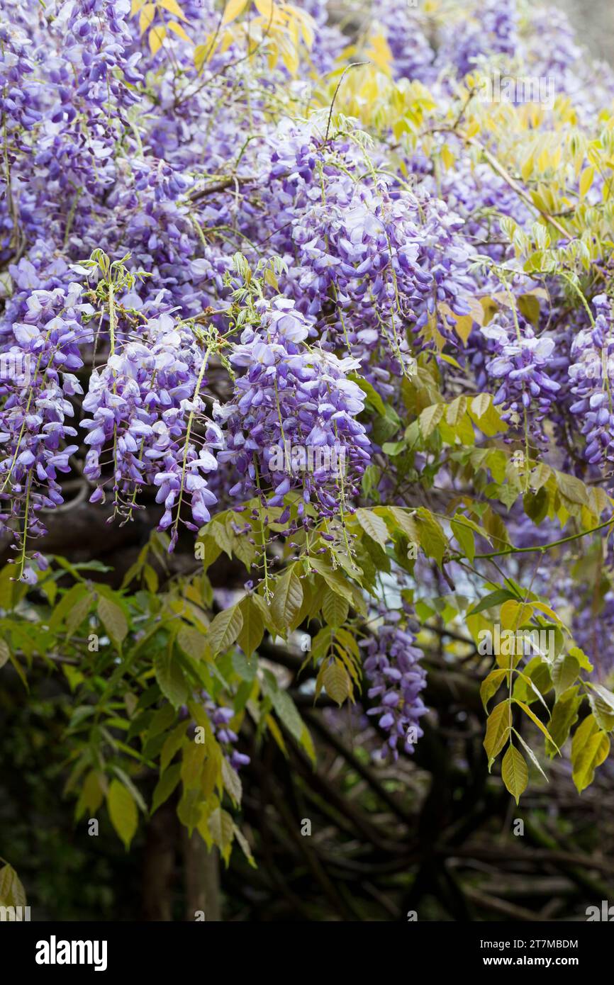 Blauregen, Chinesischer Blauregen, Chinesische Wisteria, Wisterie, Glyzine, Glyzinie, Glycin, Glycinie, Wisteria sinensis, Chinesische Glyzinien, La Glyci Stockfoto