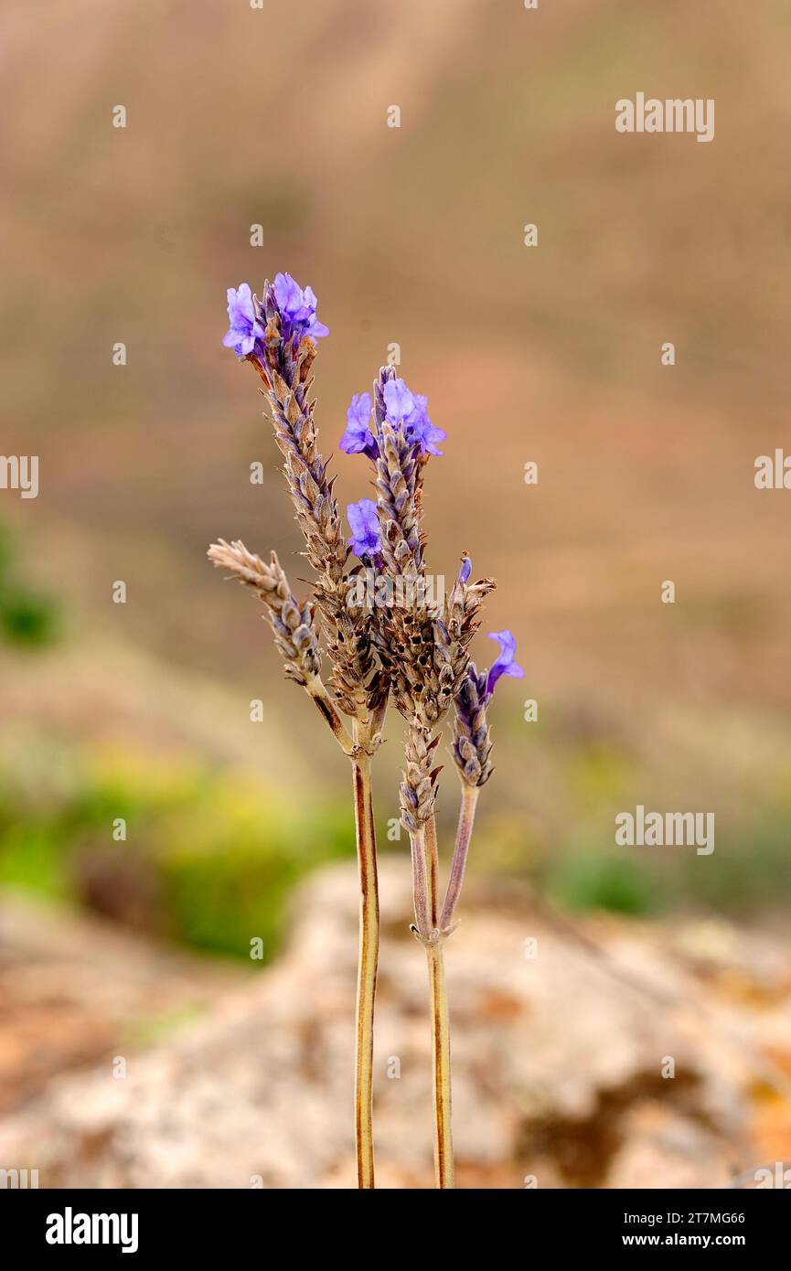 Matorrisco de Lanzarote (Lavandula pinnata) ist ein in Makaronesien endemischer Sträucher (Fuerteventua und Lanzarote und Madeira). Dieses Foto wurde auf Lanzar aufgenommen Stockfoto