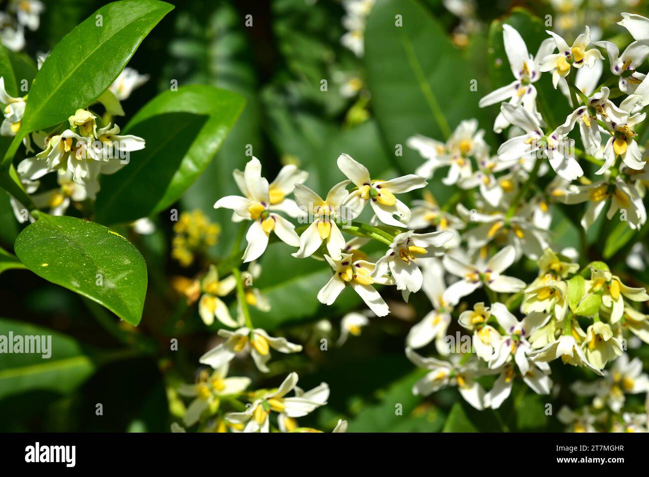 Palo Blanco (Picconia excelsa) ist ein immergrüner Baum, der endemisch in Macaronesien (Madeira und Canry Inseln außer Lanzarote) ist. Blumendetail. Stockfoto