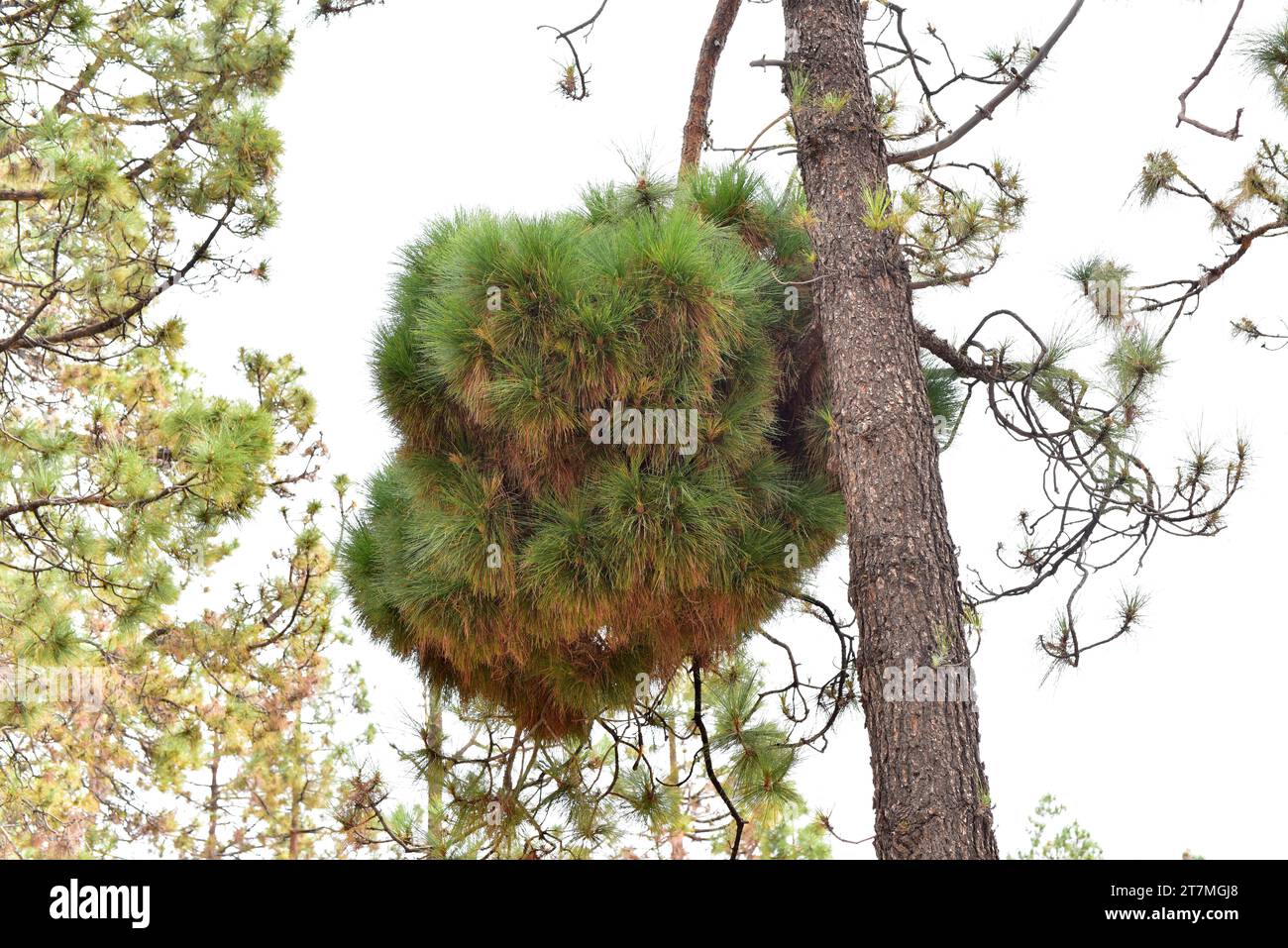 Phytoplasmen (Phytoplasma pini) sind intrazelluläre Parasiten des Phloem-Gewebes. In diesem Beispiel parasitierte sie eine kanarische Kiefer (Pinus canariensi) Stockfoto