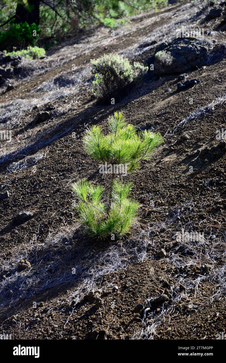 Pino canario (Pinus canariensis) ist ein immergrüner Baum, der auf den Kanarischen Inseln mit Ausnahme von Lanzarote und Fuerteventura endemisch ist. Dieses Foto wurde in Cumbre Vie aufgenommen Stockfoto