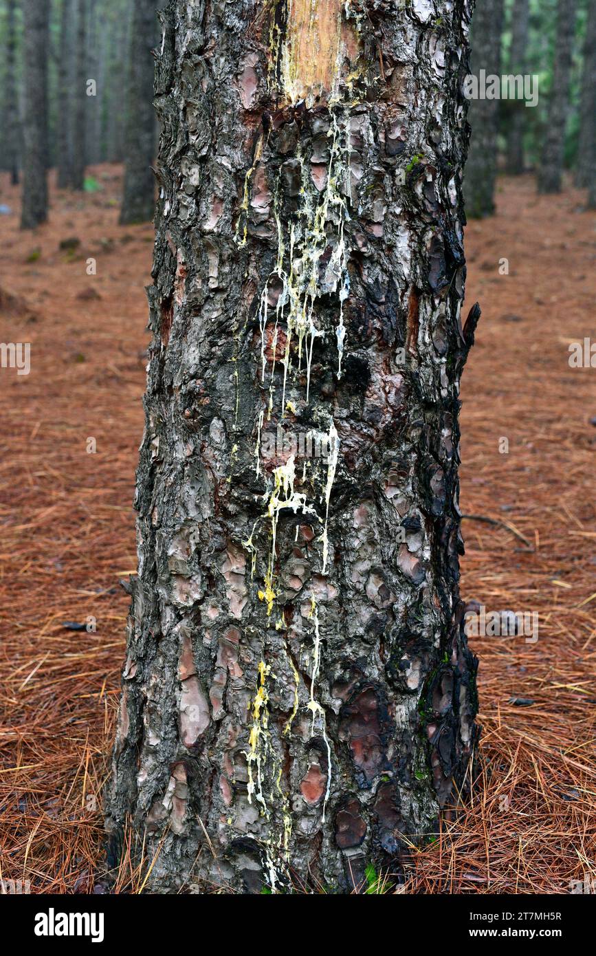 Stamm mit Harz in Kanarienkiefer (Pinus canariensis). Dieses Foto wurde in Corona Forestal, Teneriffa, Kanarische Inseln, Spanien aufgenommen. Stockfoto