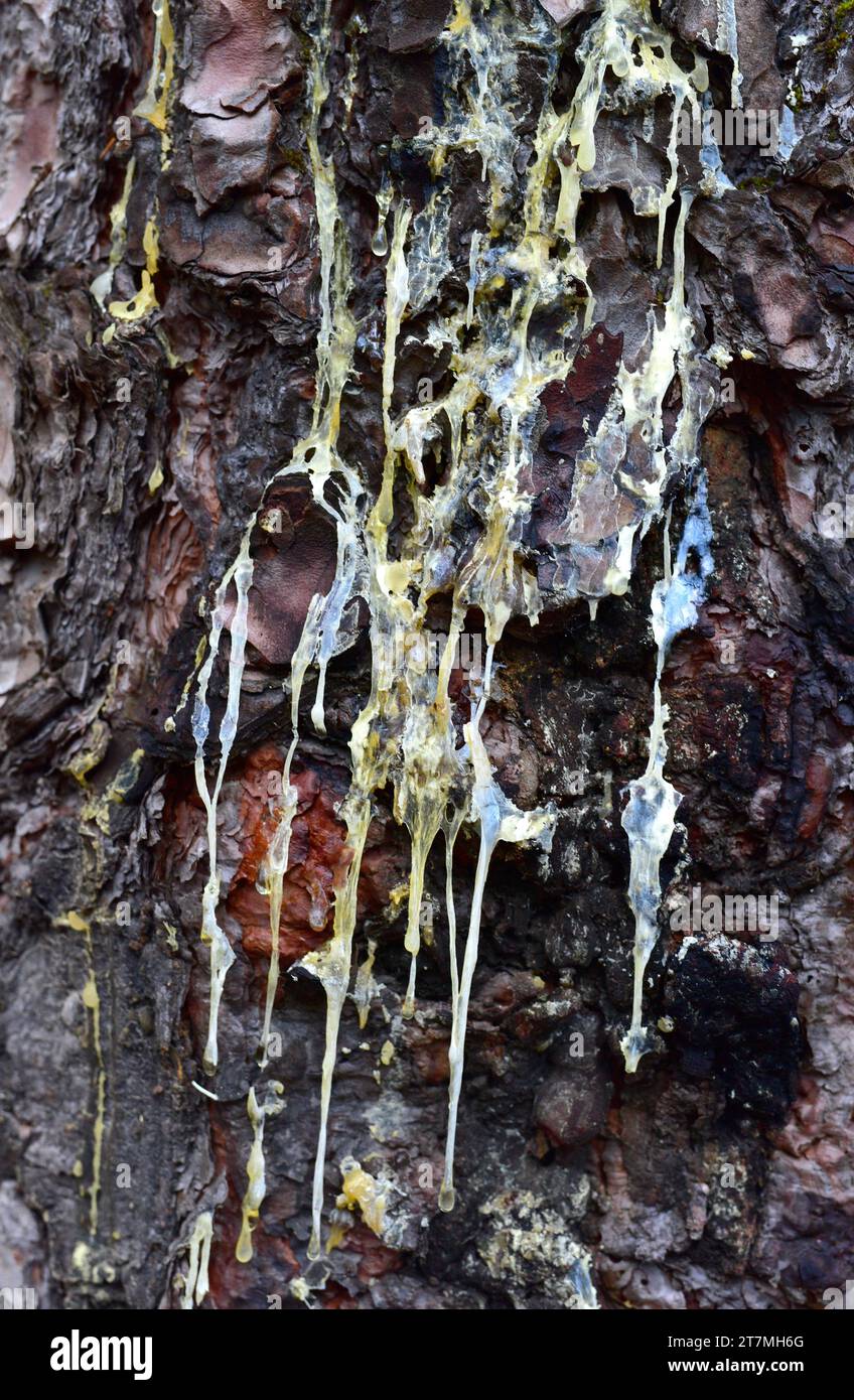Stamm mit Harz in Kanarienkiefer (Pinus canariensis). Dieses Foto wurde in Corona Forestal, Teneriffa, Kanarische Inseln, Spanien aufgenommen. Stockfoto