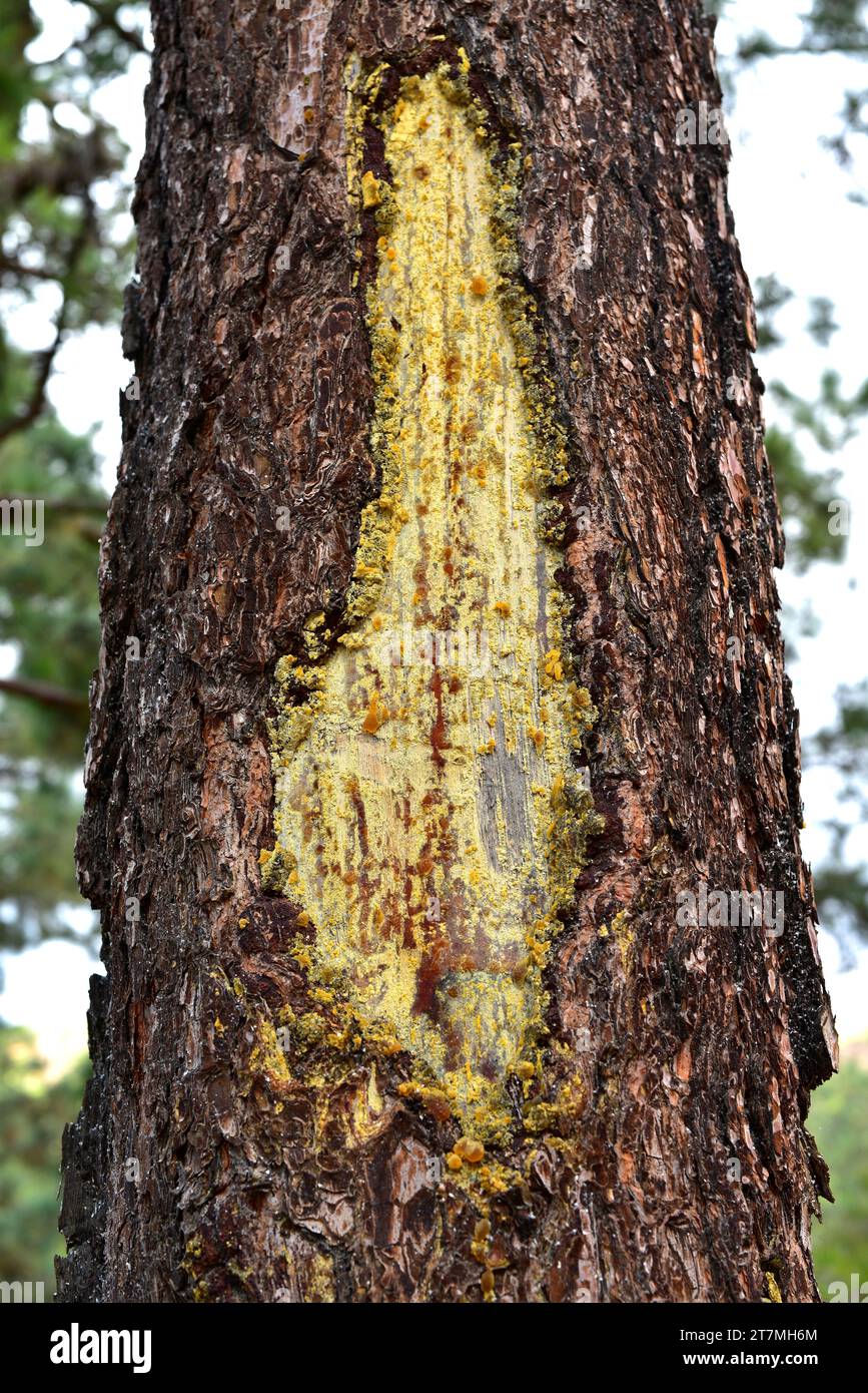 Stamm mit Harz in Kanarienkiefer (Pinus canariensis). Dieses Foto wurde in Corona Forestal, Teneriffa, Kanarische Inseln, Spanien aufgenommen. Stockfoto