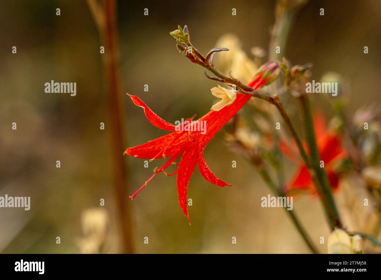 Scarlet Gilia, Ipomopsis aggregata, blüht im Herbst im Bears Ears National Monument in Utah. Stockfoto