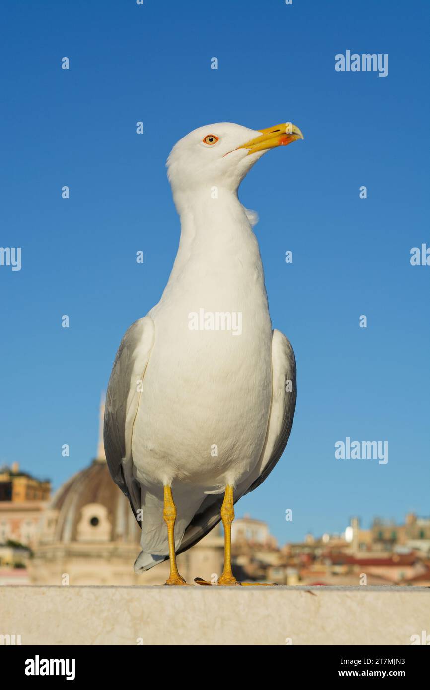 Nahaufnahme der Möwe vor klarem blauem Himmel in Rom, Italien Stockfoto