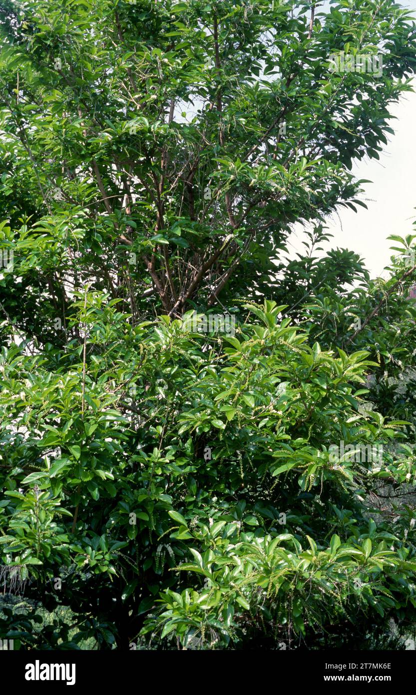 Portugal Lorbeer oder hija (Prunus lusitanica) ist ein immergrüner kleiner Baum, der in Spanien, Portugal, Südwestfrankreich, Marokko und Macaronesien heimische Bäume ist. Stockfoto
