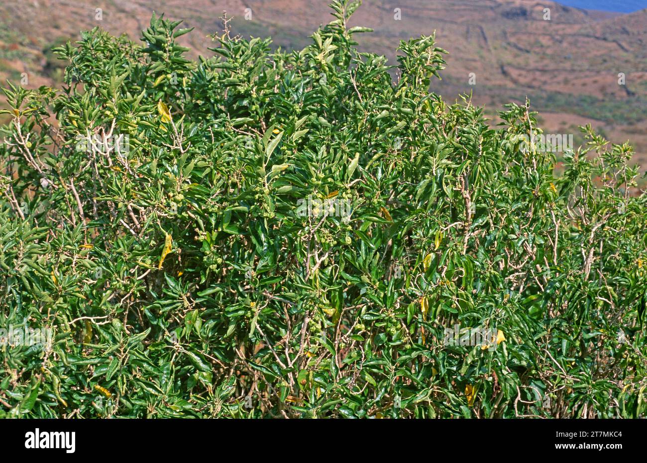 Orobal (Withania aristata) ist ein Heilstrauch, der auf den Kanarischen Inseln (außer Lanzarote und Fuerteventura) und in Nordafrika beheimatet ist. Stockfoto