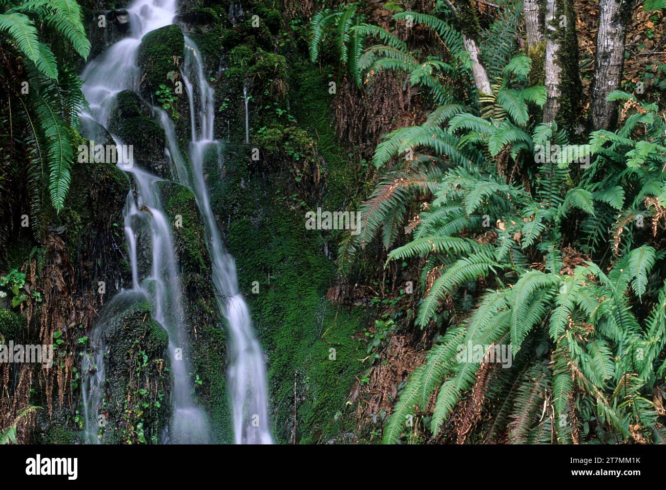 Saisonale fällt entlang Nestucca Fluß, Nestucca River State Scenic Wasserstraße, Salem Bezirk Bureau of Land Management, Oregon Stockfoto