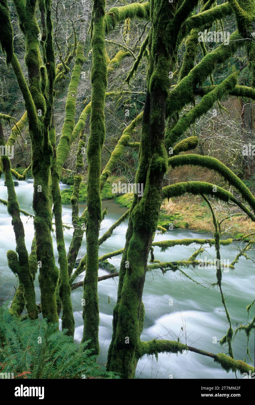 Nestucca River State Scenic Wasserstraße, Salem Bezirk Bureau of Landmanagement, Oregon Stockfoto