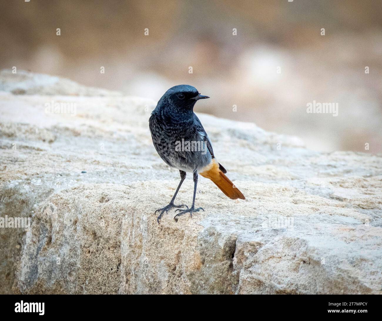 Black Redstart, männlich (Phoenicurus ochruros), Paphos, Zypern Stockfoto