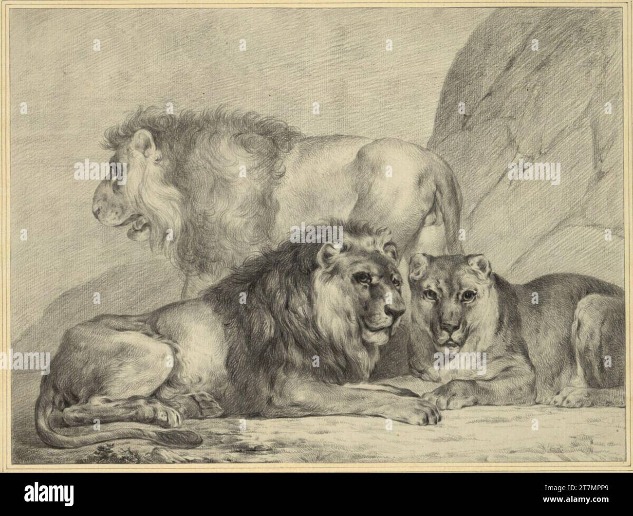 Joseph Grünling drei Löwen. Schwarze Kreide; Spuren einer schwarzen Randlinie nach 1756 Stockfoto