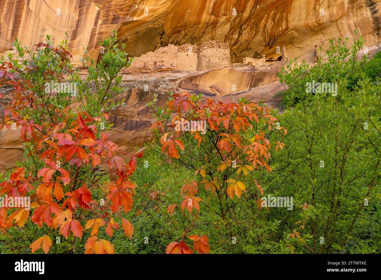 Monarch Cave Ruins, eine angestammte Puebloan Klippe, die in einem Seitenschlucht von Butler Wash wohnt, Bears Ears National Monument, Utah. Im Vordergrund steht ein Stockfoto