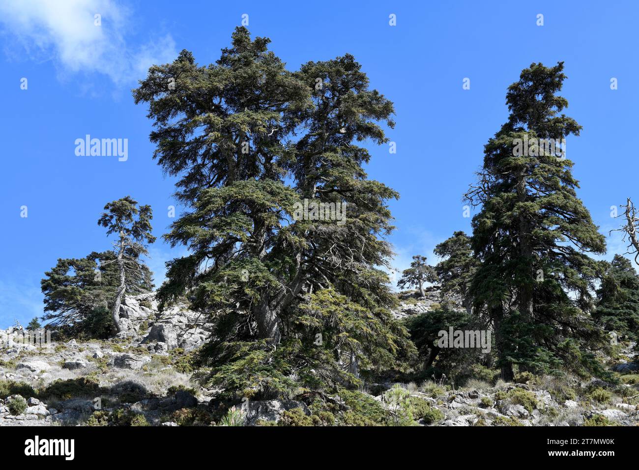 Spanische Tanne oder Pinsapo (Abies pinsapo) immergrüner Baum, der in