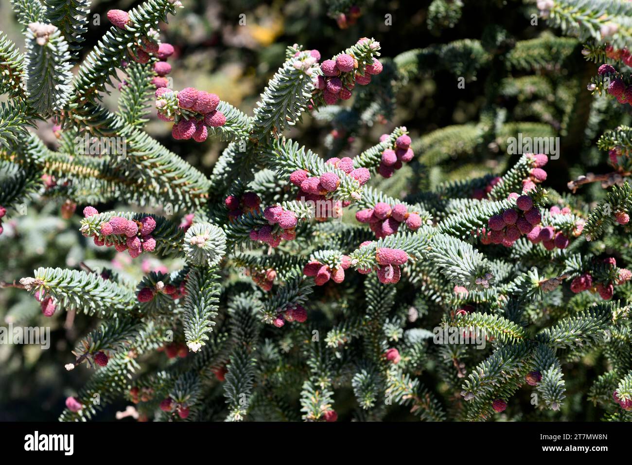 Spanische Tanne oder Pinsapo (Abies pinsapo) immergrüner Baum endemisch in den Bergen von Cadiz und Malaga. Kegel mit Außengewinde. Dieses Foto wurde in Los Lajares, Sierr, aufgenommen Stockfoto