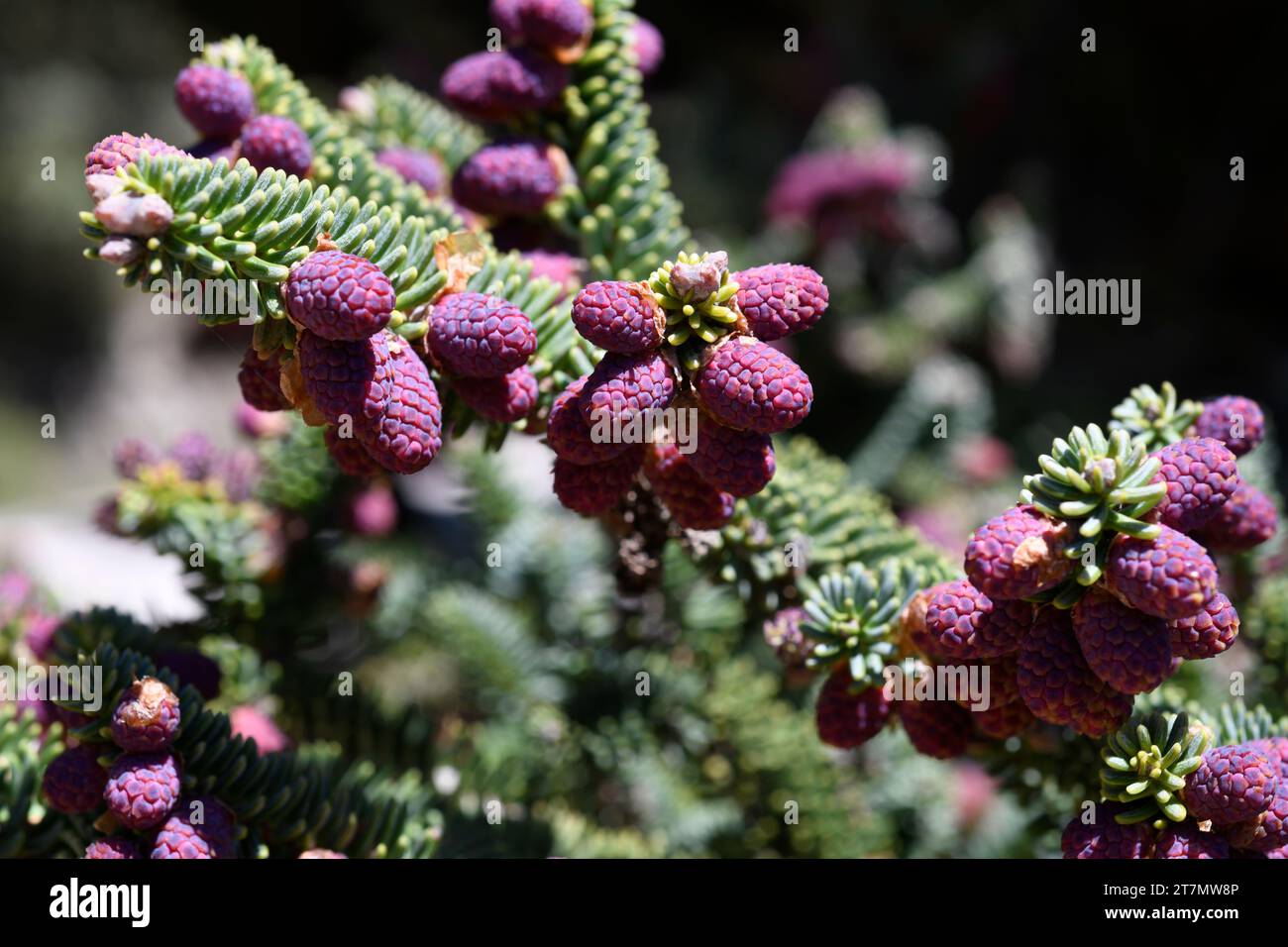 Spanische Tanne oder Pinsapo (Abies pinsapo) immergrüner Baum endemisch in den Bergen von Cadiz und Malaga. Kegel mit Außengewinde. Dieses Foto wurde in Los Lajares, Sierr, aufgenommen Stockfoto