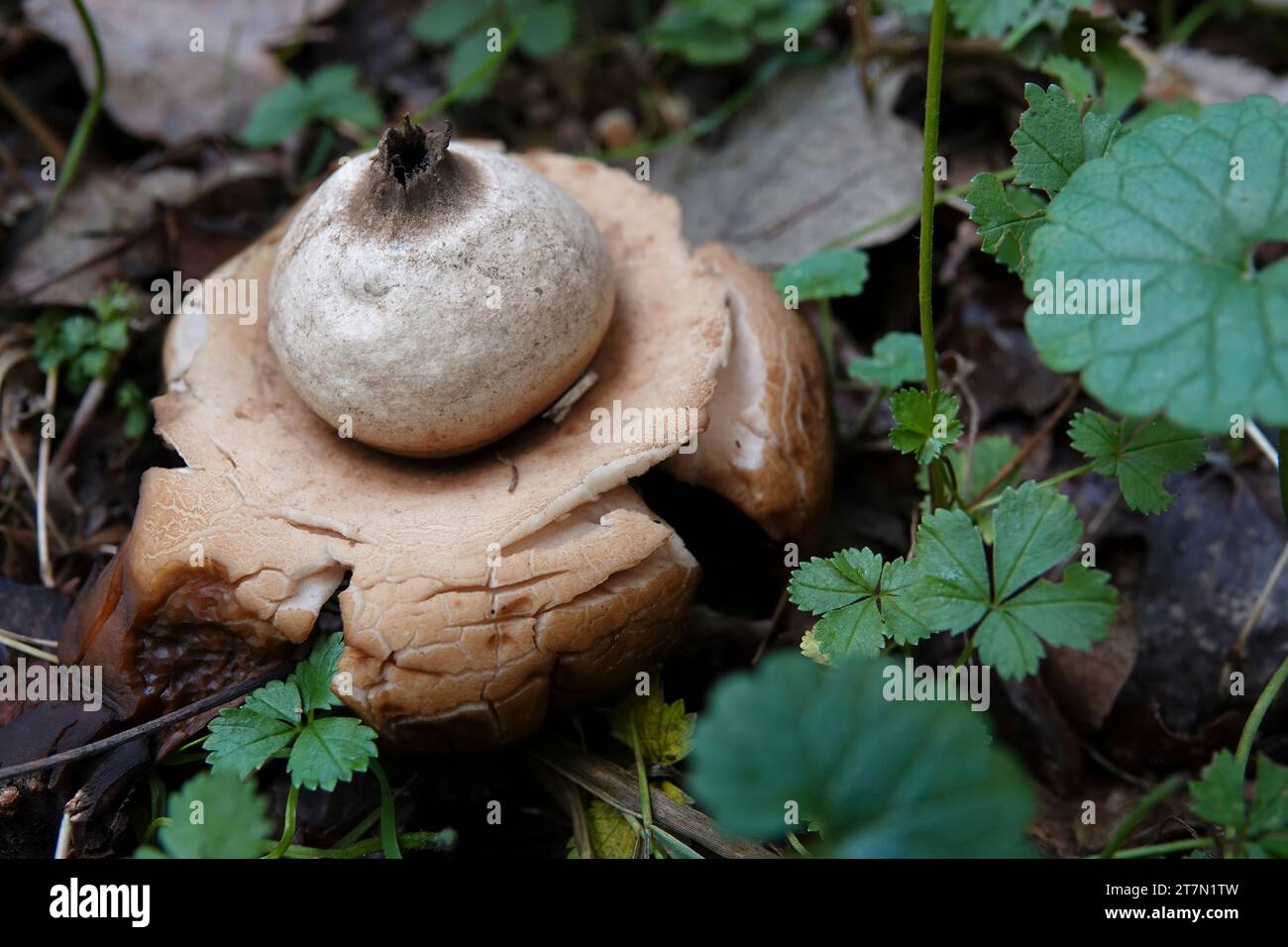 Nahaufnahme auf dem ungewöhnlich geformten Kragen, sauzerierten oder dreifachen Erdsternpilz, Geastrum Triplex auf dem Waldboden Stockfoto