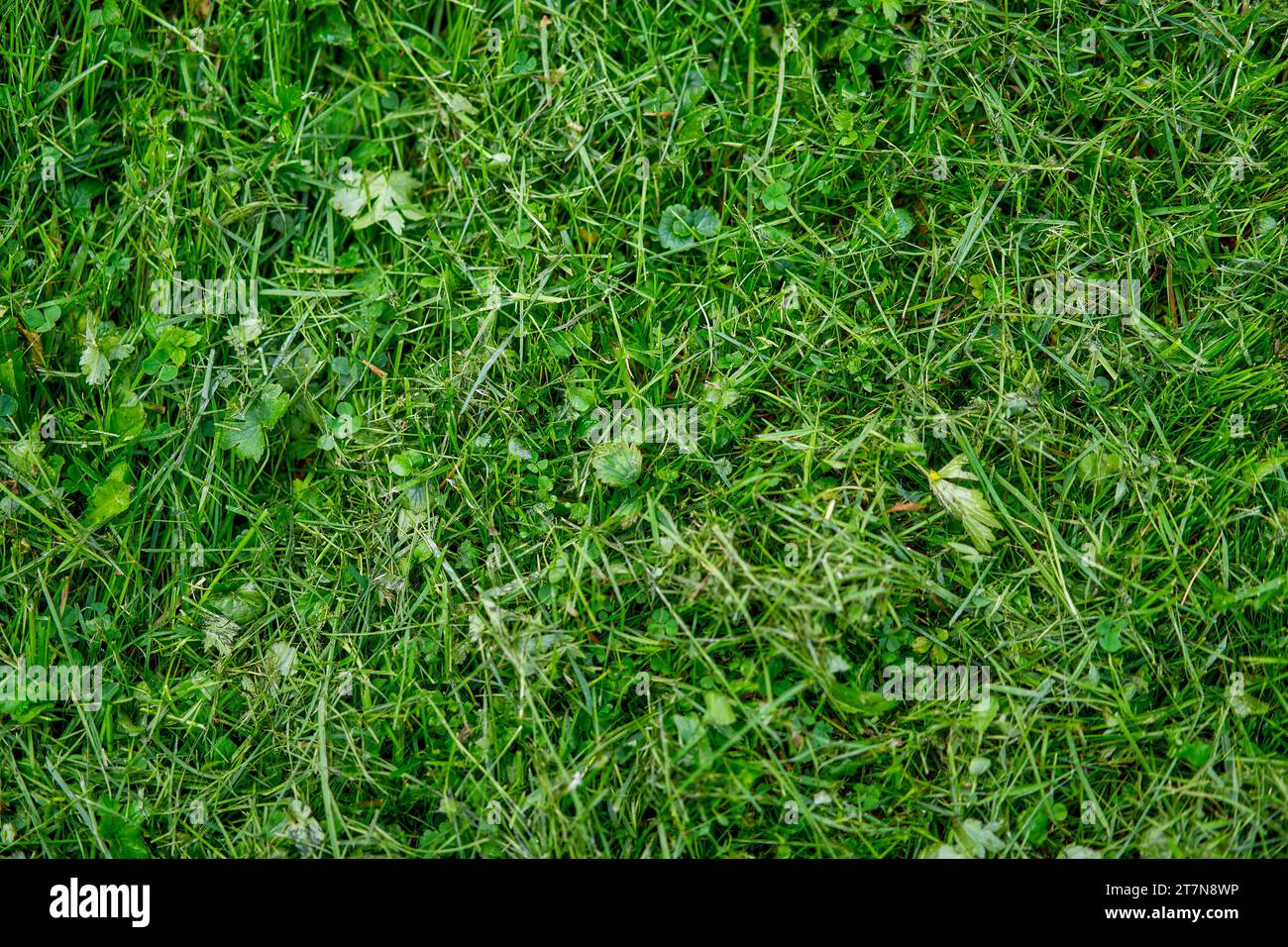 Die Textur des grünen Rasens im Park. Frischer Rasen für Fußball. Blick von oben.Flat Lay Stockfoto