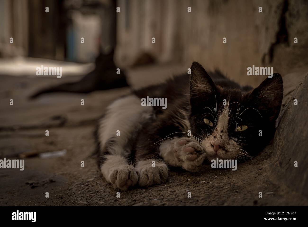 Die kleine dreckige Katze mit schwarz-weißem Fell auf den Straßen der Altstadt von Kairouan in Tunesien. Stockfoto