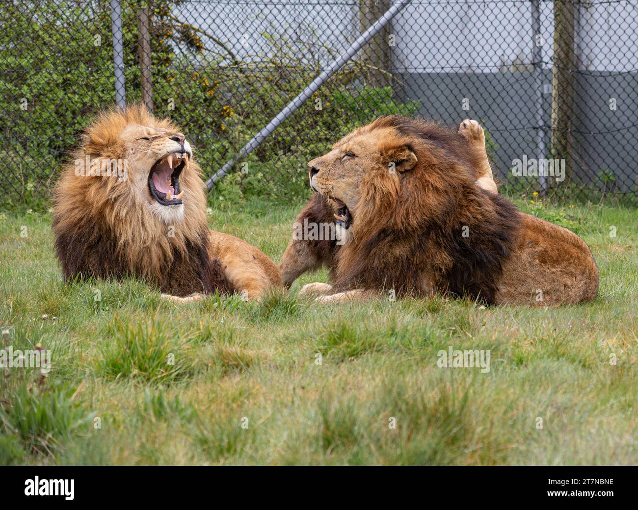 African Lions Basking in the Sun im Yorkshire Wildlife Park, Doncaster, Vereinigtes Königreich, 7. Oktober 2018 Stockfoto