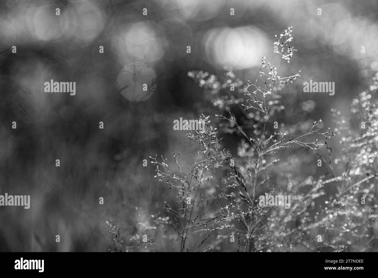 Gras im Wald bei Sonnenuntergang. Makrobild, geringe Schärfentiefe. Verschwommener Sommer-Natur-Hintergrund. Stockfoto