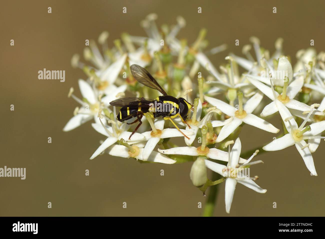 Hoverfly, Xanthogramma pedissequum, Familie Syrphiden Fliegen (Syrphidae) an Blüten des gewöhnlichen Hartholzes (Cornus sanguinea) Familie Cornaceae. Niederländischer Garten, Stockfoto