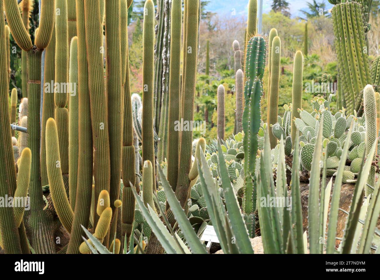 Säulenkaktus, Kaktus des alten Mannes (Cephalocereus senilis) Stockfoto