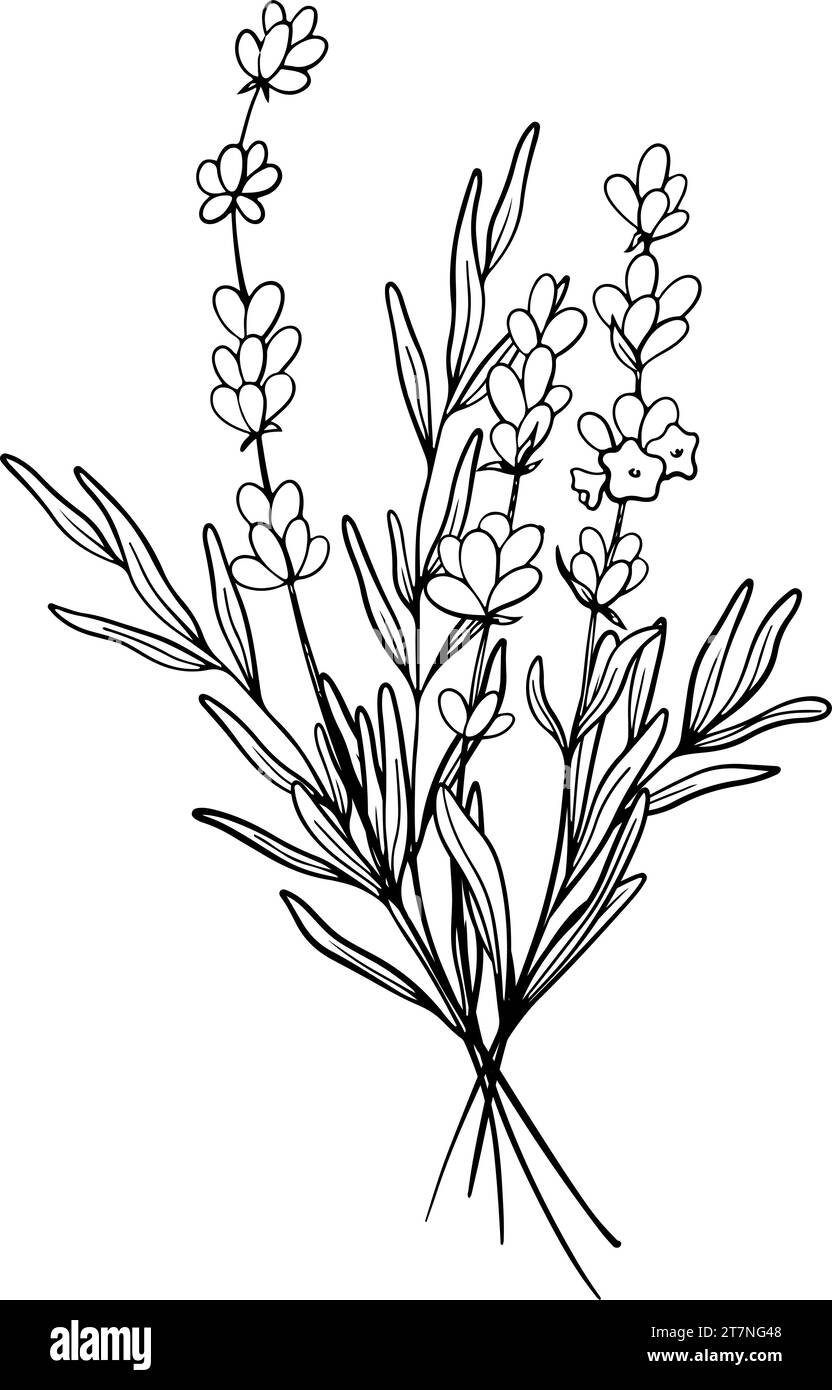 Blumenstrauß aus Lavendelblüten. Handgezeichnete schwarze Skizze. Design für Tätowierungen, Hochzeitseinladungen, Logo, Karten, Verpackung und Etikettierung Stock Vektor