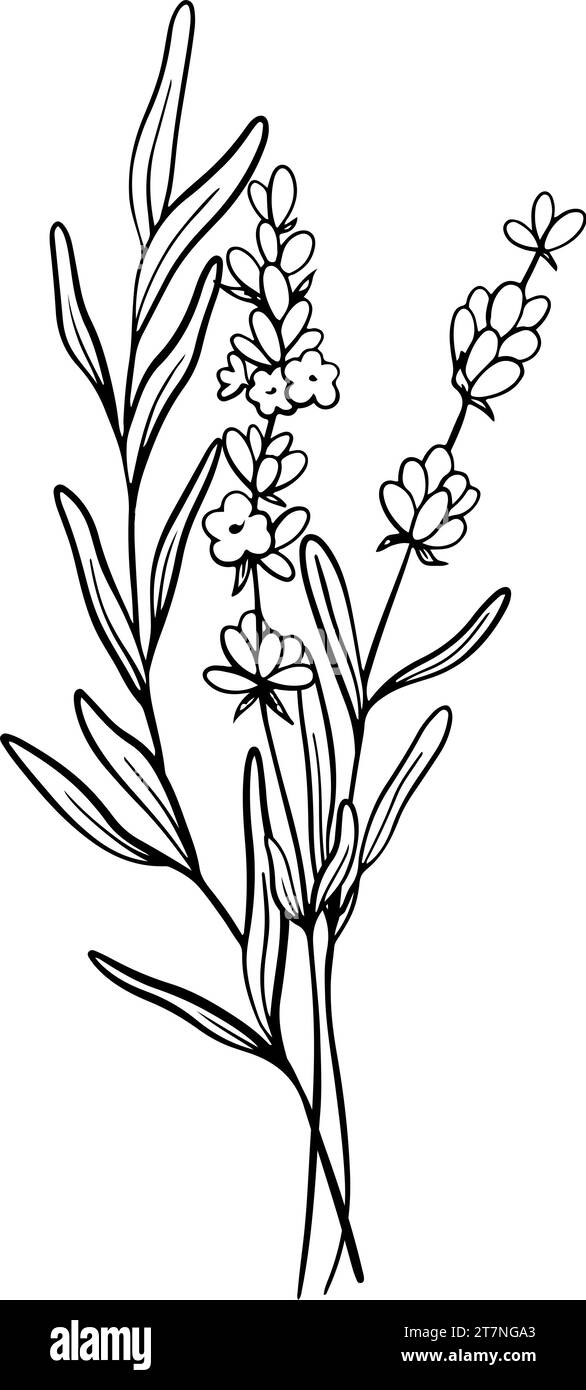 Blumenstrauß aus Lavendelblüten. Handgezeichnete schwarze Skizze. Design für Tätowierungen, Hochzeitseinladungen, Logo, Karten, Verpackung und Etikettierung Stock Vektor