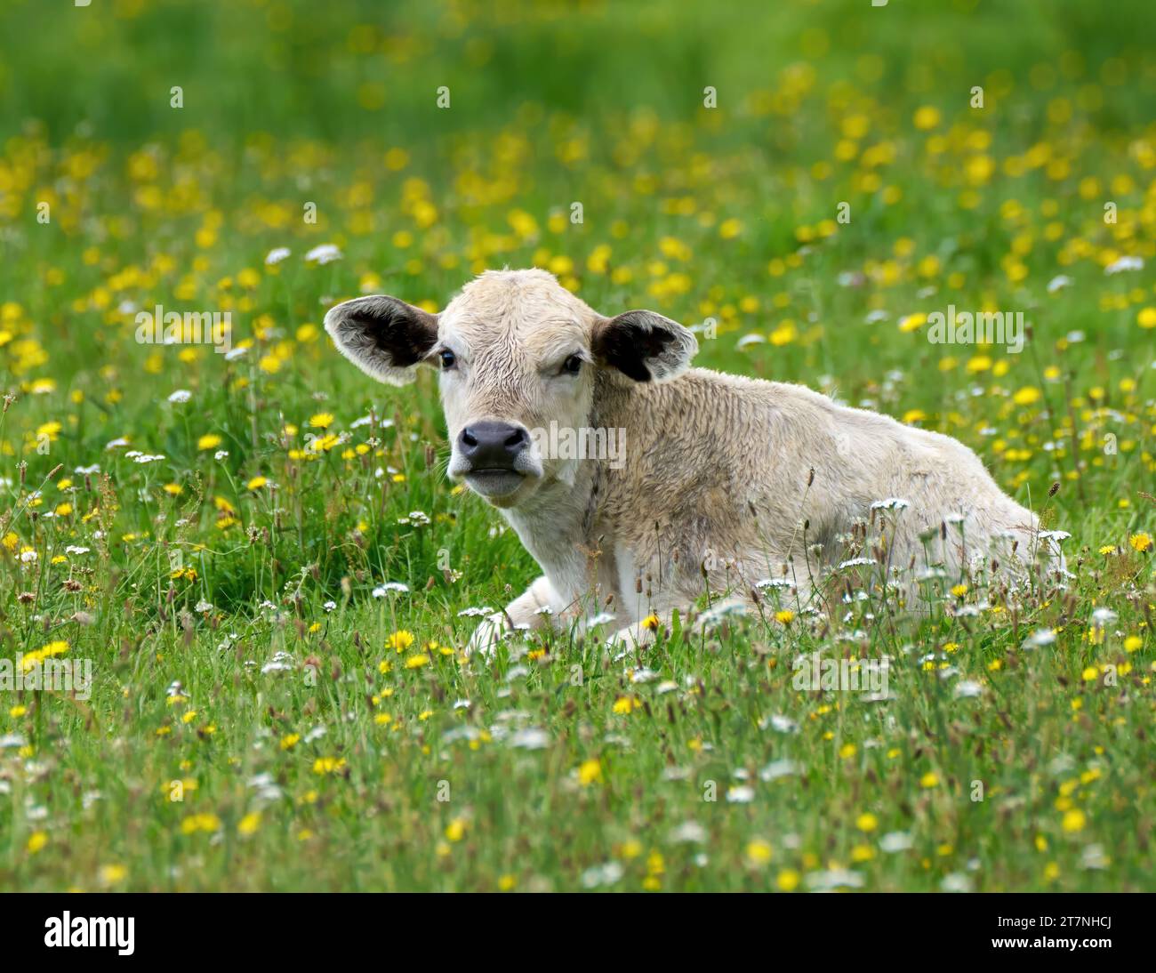 Helles Kalb, das auf einer idyllischen Blumenwiese liegt Stockfoto