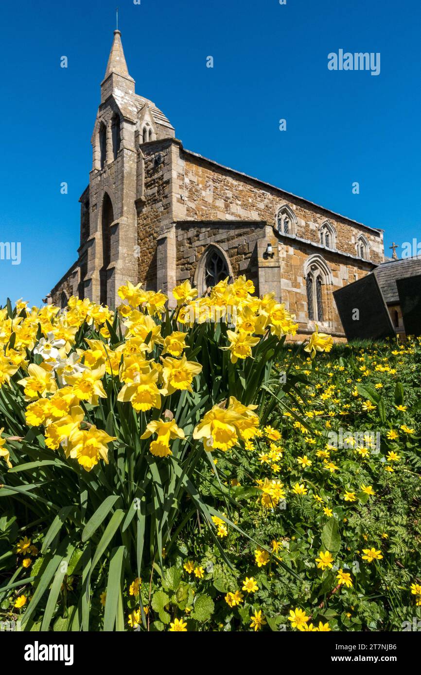 St. James Church, Burton Lazars, mit leuchtend gelben Frühlingsnarzissen und Aconiten im Vordergrund und blauem Himmel darüber. April, Leicestershire, England, Großbritannien Stockfoto