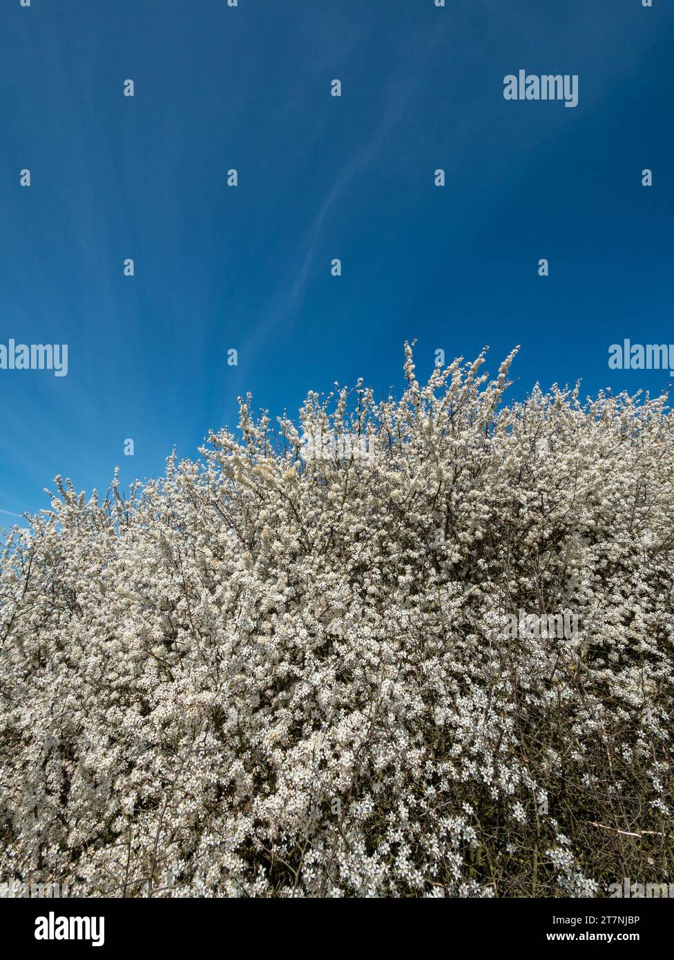 Weiße Schwarzdornblüte (Prunus spinosa) im Frühling mit klarem blauem Himmel darüber, Leicestershire, England, Großbritannien Stockfoto